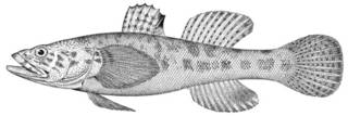 To NMNH Extant Collection (Chaenogobius macrognathus P02726 illustration)