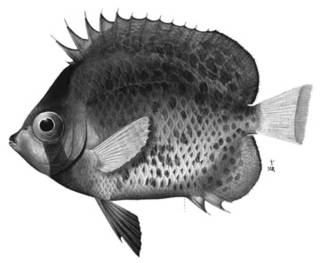 To NMNH Extant Collection (Chaetodon corallicola P02777 illustration)