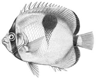 To NMNH Extant Collection (Chaetodon sphenosphilus P02843 illustration)