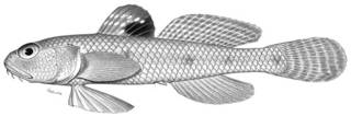 To NMNH Extant Collection (Chaeturichthys sciistius P02875 illustration)