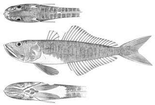 To NMNH Extant Collection (Champsodon curtipes P02886 illustration)