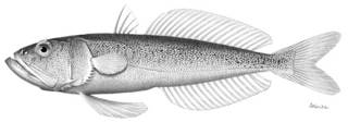 To NMNH Extant Collection (Chamsodon fimbriatus P02887 illustration)
