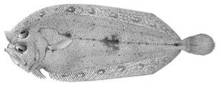 To NMNH Extant Collection (Chascanosetta prorigera P02903 illustration)