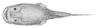 To NMNH Extant Collection (Caunax P02927 illustration)