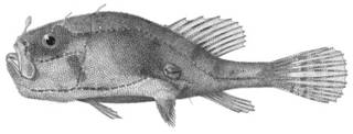 To NMNH Extant Collection (Chaunax umbrinus P02930 illustration)