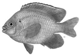 To NMNH Extant Collection (Cheiloprion labiatus P02985 illustration)