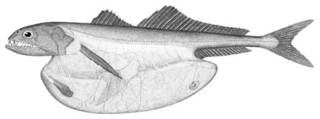 To NMNH Extant Collection (Chiasmodus niger P03020 illustration)