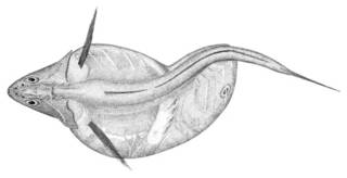 To NMNH Extant Collection (Chiasmodus niger P03022 illustration)