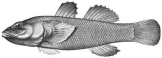 To NMNH Extant Collection (Chlamydes laticeps P03085 illustration)