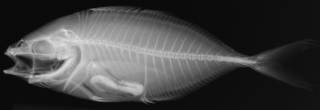 To NMNH Extant Collection (Pseudocaranx dentex USNM 199427 radiograph No. 1 lateral view)