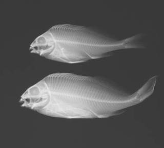 To NMNH Extant Collection (Goniistius zonatus USNM 388742 Radiograph)