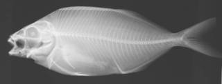 To NMNH Extant Collection (Latridopsis USNM 39671 radiograph lateral view)