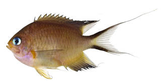 To NMNH Extant Collection (Chromis amboinensis USNM 370411 photograph lateral view)