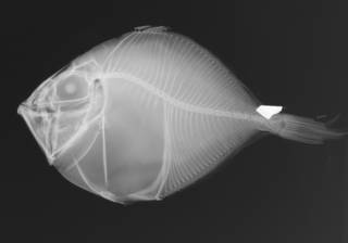 To NMNH Extant Collection (Cyttus australis USNM 177084 radiograph)