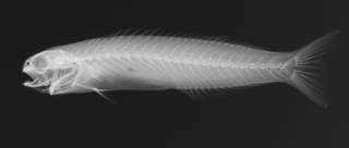 To NMNH Extant Collection (Hoplolatilus marcosi USNM 217860 Holotype radiograph)
