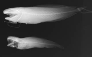 To NMNH Extant Collection (Raniceps raninus USNM 307233 radiograph # 001-002)