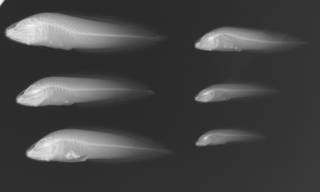 To NMNH Extant Collection (Dinematichthys megasoma USNM377258 radiographs #001-006)