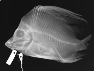 To NMNH Extant Collection (Histiopterus typus USNM 59810 radiograph lateral view)