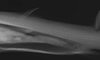 To NMNH Extant Collection (Etmopterus villosus USNM 51583 holotype radiograph lateral view pectoral B)