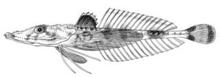 To NMNH Extant Collection (Acanthoplichthys pectoralis P00107 illustration)