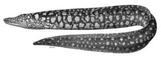 To NMNH Extant Collection (Aemasia lichenosa P00270 illustration)