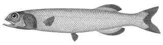 To NMNH Extant Collection (Alepocephalus bairdii P00306 illustration)