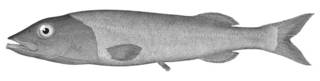 To NMNH Extant Collection (Alepocephalus productus P00307 illustration)