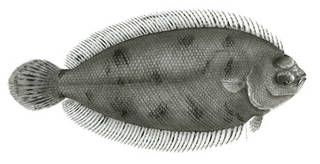 To NMNH Extant Collection (Alaeops plinthus P00314 illustration)