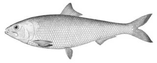 To NMNH Extant Collection (Alosa ohiensis P00362 illustration)