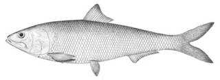 To NMNH Extant Collection (Alosa ohiensis P00364 illustration)