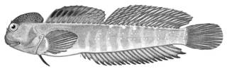 To NMNH Extant Collection (Alticus margaritarius P00392 illustration)
