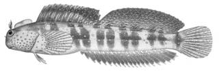 To NMNH Extant Collection (Alticus margaritarius P00394 illustration)