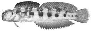 To NMNH Extant Collection (Alticus novemmaculosus P00397 illustration)