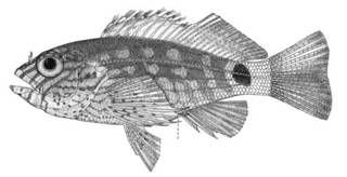 To NMNH Extant Collection (Amblycirrhitus hubbardi P00449 illustration)