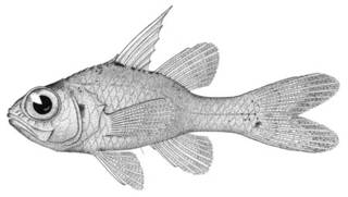 To NMNH Extant Collection (Apogon doryssus P00499 illustration)