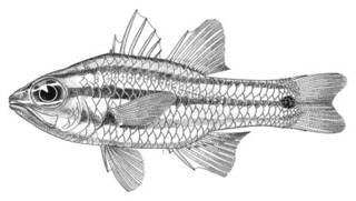 To NMNH Extant Collection (Apogon angustata P09707 illustration)