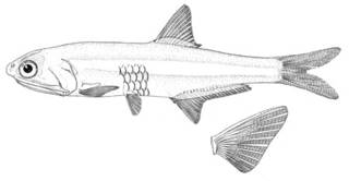 To NMNH Extant Collection (Anchoa cayorum P00605 illustration)