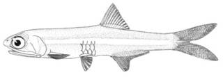 To NMNH Extant Collection (Anchoa cubana P00608 illustration)