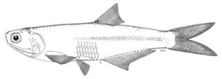 To NMNH Extant Collection (Anchoa ubatubae P00638 illustration)