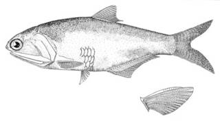 To NMNH Extant Collection (Anchovia macrolepidota P00644 illustration)