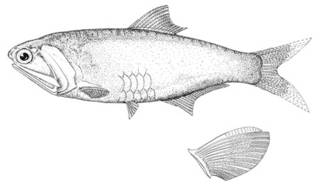 To NMNH Extant Collection (Anchovia magdalenae P00645 illustration)