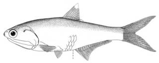 To NMNH Extant Collection (Anchovia nigra P00646 illustration)