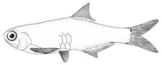 To NMNH Extant Collection (Anchoviella balboae P00649 illustration)