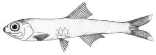To NMNH Extant Collection (Anchoviella brasiliensis P00651 illustration)