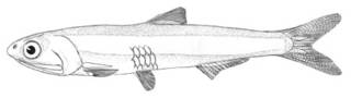 To NMNH Extant Collection (Anchoviella eurystole P00653 illustration)