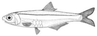 To NMNH Extant Collection (Anchoviella hubbsi P00656 illustration)