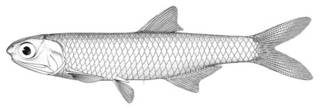 To NMNH Extant Collection (Anchovia apiensis P00639 illustration)