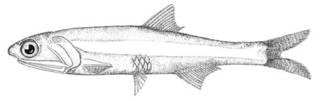 To NMNH Extant Collection (Anchoa arenicola P00603 illustration)