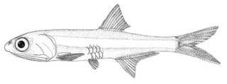 To NMNH Extant Collection (Anchoa choerostoma P00606 illustration)