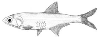 To NMNH Extant Collection (Anchoa curta P00609 illustration)